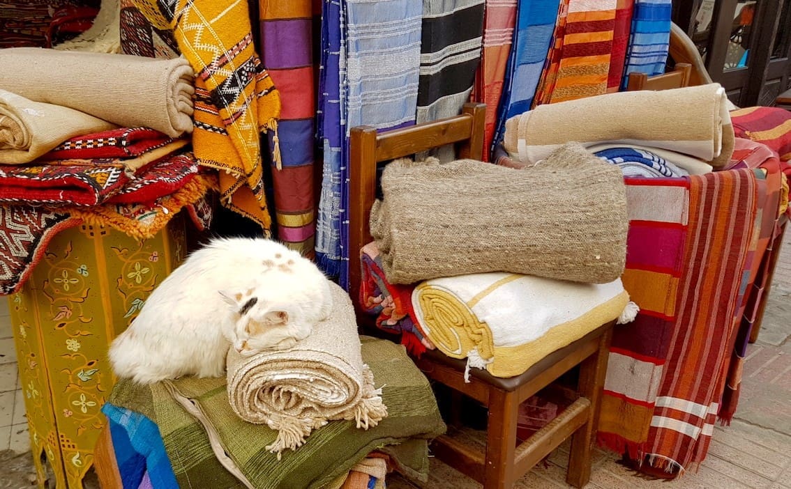 gatti nella medina di Essaouira