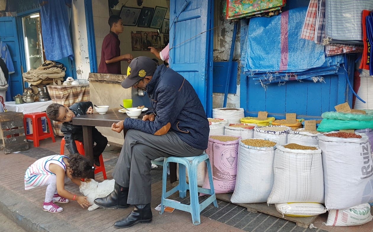 gatti nella medina di Essaouira