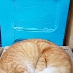 I gatti, guardiani delle case marocchine - 20160925 183858