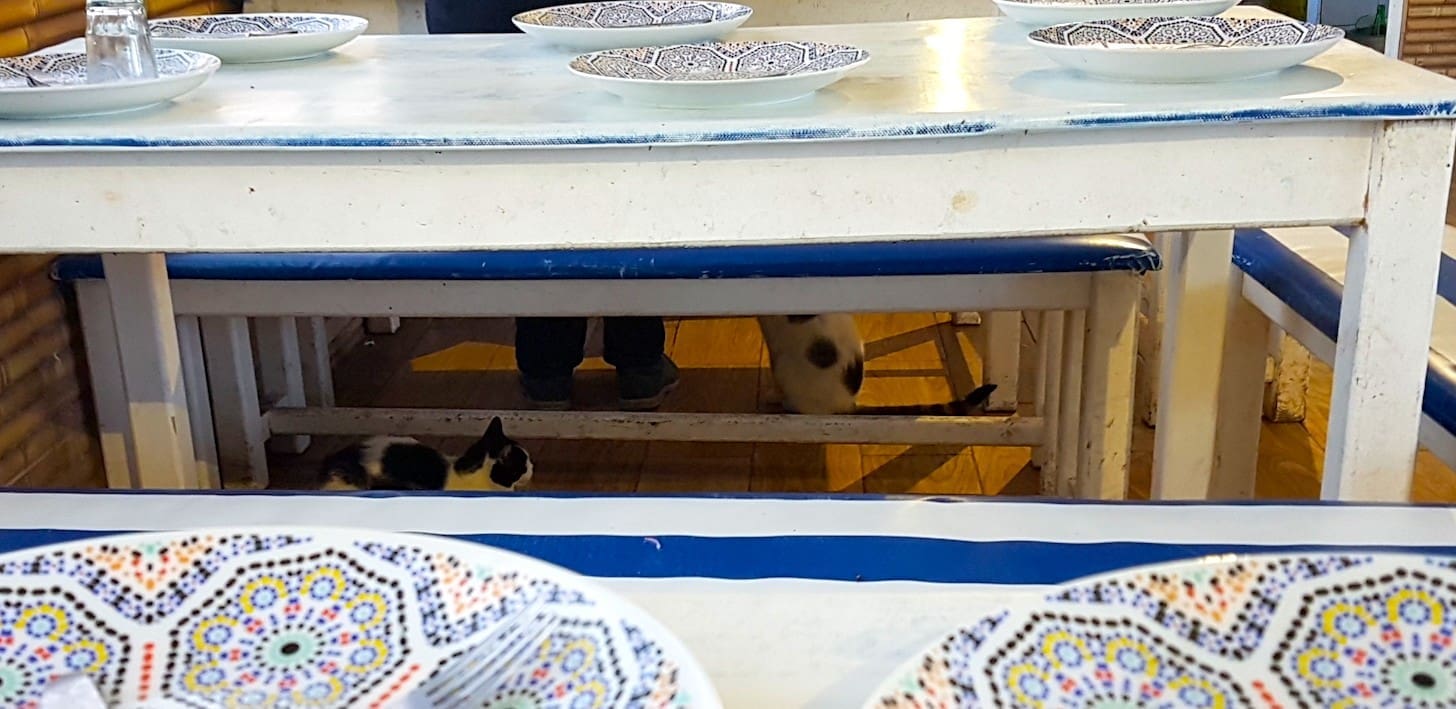 gatti nella medina di Essaouira