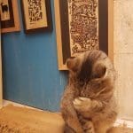 I gatti, guardiani delle case marocchine - 20160926 112128