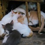 I gatti, guardiani delle case marocchine - IMG 1015