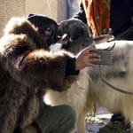 E dopo il martedì grasso, inizia il mercoledì delle faville - 3808