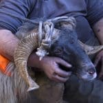 E dopo il martedì grasso, inizia il mercoledì delle faville - 3811