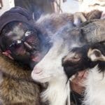 E dopo il martedì grasso, inizia il mercoledì delle faville - 3832