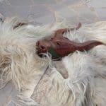 Su Carresecare in Otzana. Boes, Merdules e Sa Filonzana - IMG 3042