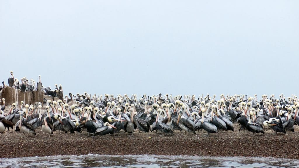 Paracas, il sole dopo mezzogiorno. - IMG 2113