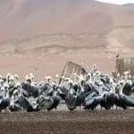 Islas Ballestas