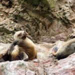 Paracas, il sole dopo mezzogiorno. - IMG 2137