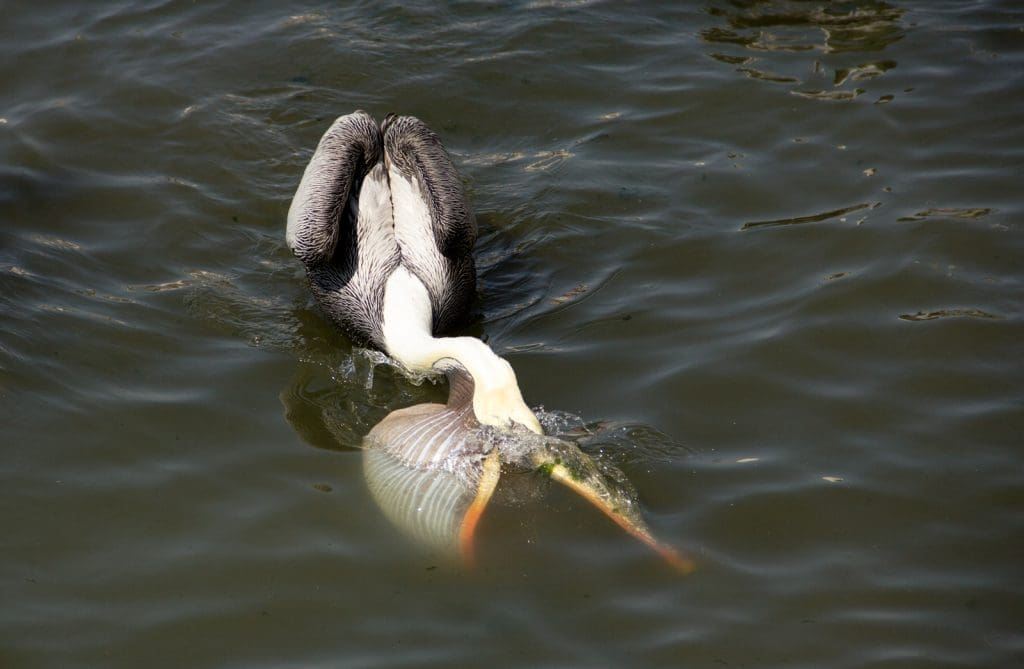Paracas, il sole dopo mezzogiorno. - MG 4110