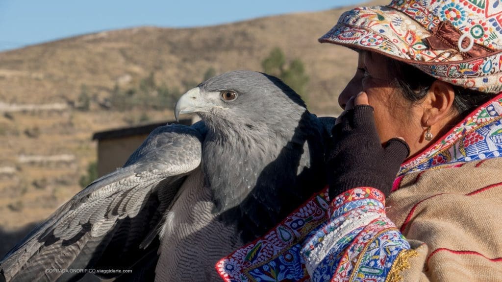PERU’. Riserva Nazionale Salinas y Aguada Blanca - IMG 6934