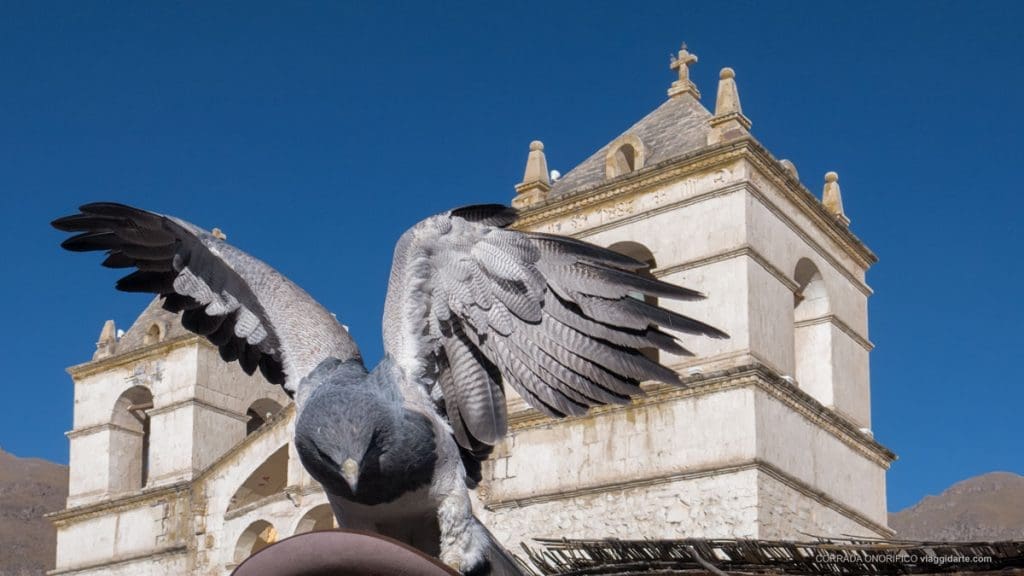 PERU’, addestratrici di falchi e condor nella valle del Colca - IMG 6944