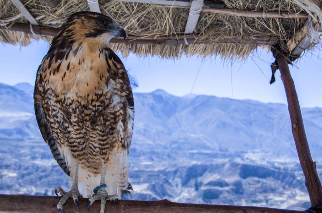 PERU’. Riserva Nazionale Salinas y Aguada Blanca - MG 3991