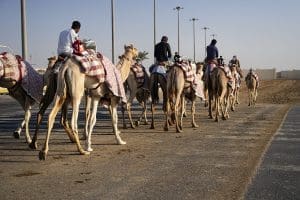 DOHA, corsa dei cammelli, Al Shahaniya
