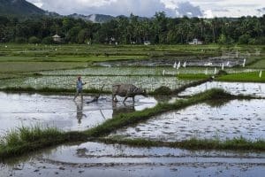 Filippine, coltivazione del riso
