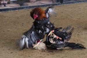Sabong, combattimento di galli nelle Filippine